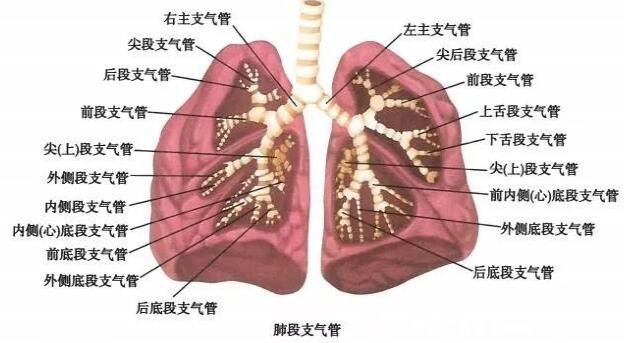 肺在哪個位置圖疼痛位置圖解，覆蓋在心臟上面左右各一個