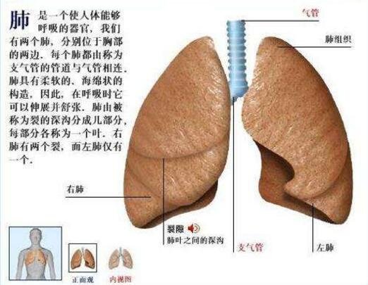 肺在哪個位置圖疼痛位置圖解，覆蓋在心臟上面左右各一個