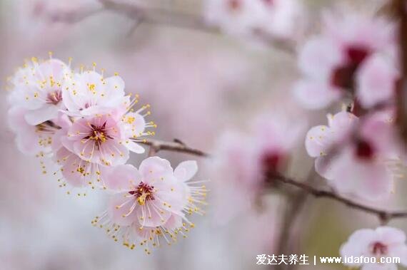 杏花是什么顏色圖片，含苞待放時(shí)為純紅色/花落變成純白色