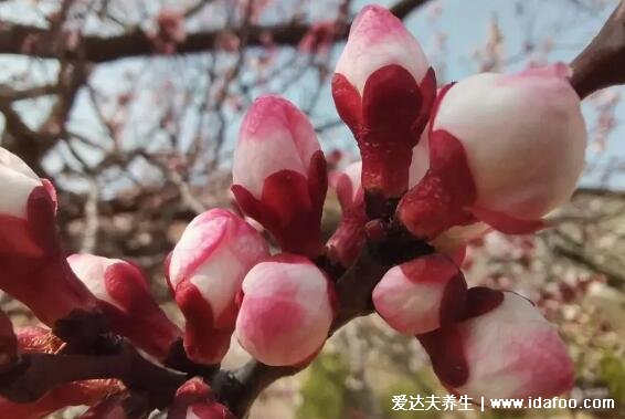 杏花是什么顏色圖片，含苞待放時(shí)為純紅色/花落變成純白色