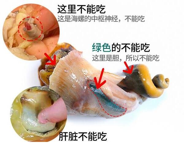 海螺怎么吃哪些部位不能吃分解圖，4個部位不能吃(冷水下鍋15分鐘)