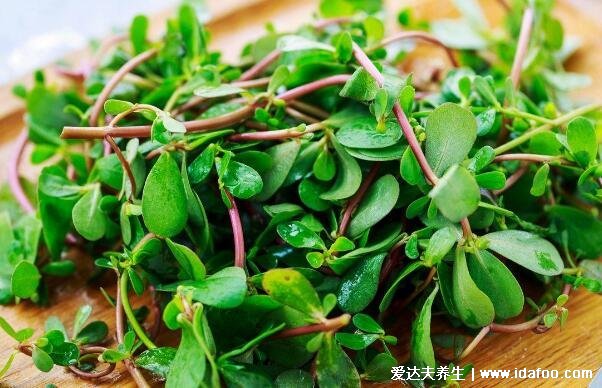 馬齒莧圖片功效與作用，降低膽固醇血液濃度是長壽菜(4大好處)