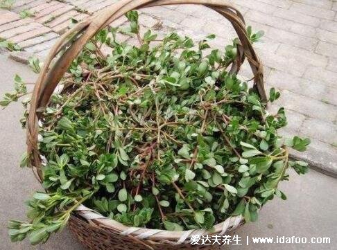 馬齒莧圖片功效與作用，降低膽固醇血液濃度是長壽菜(4大好處)