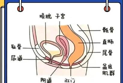 盆底肌修復的最佳方法，在家能做縮杠運動/凱格爾運動