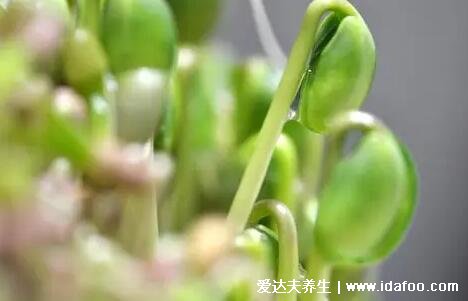 豌豆發(fā)芽了還能吃嗎，不要丟無(wú)毒好處多(可補(bǔ)鈣預(yù)防腳氣病) 