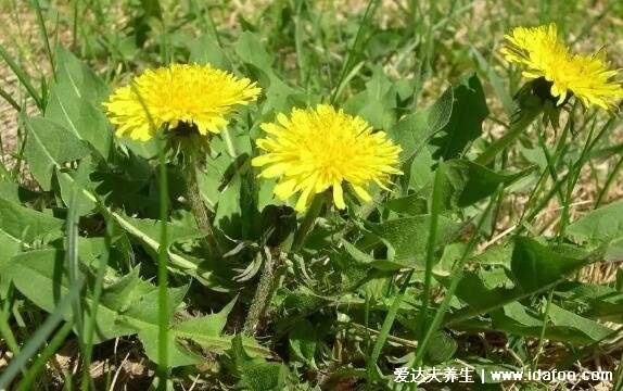 野生蒲公英圖片大全大圖，殺死癌細(xì)胞最狠的野菜可多吃