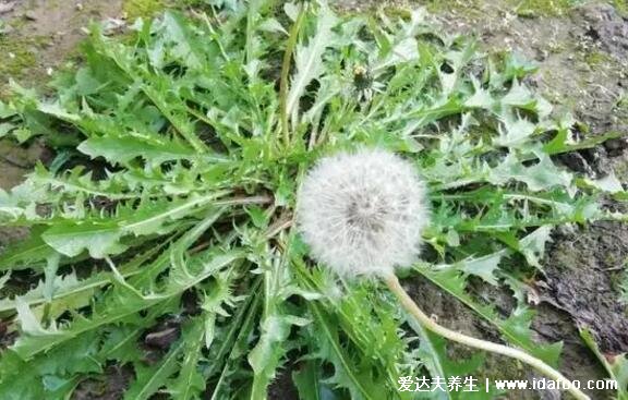 野生蒲公英圖片大全大圖，殺死癌細(xì)胞最狠的野菜可多吃