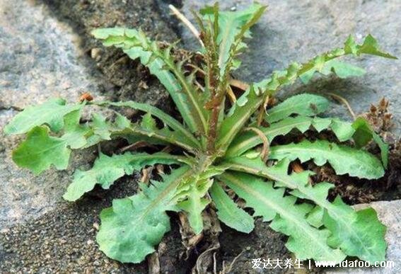 野生蒲公英圖片大全大圖，殺死癌細(xì)胞最狠的野菜可多吃