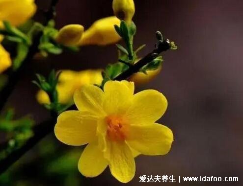 迎春花圖片大全及花語，相愛到永遠代表著希望的花朵