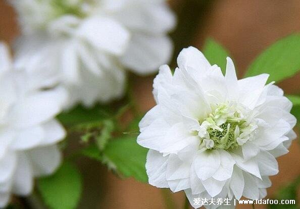 綠蘿為什么叫鬼花，生長在陰暗潮濕處易招鬼魂(封建迷信)