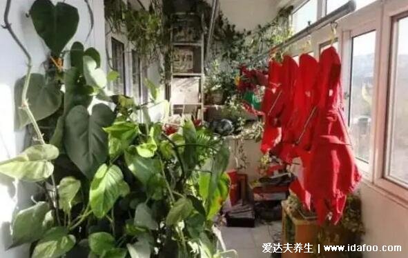 綠蘿為什么叫鬼花，生長在陰暗潮濕處易招鬼魂(封建迷信)