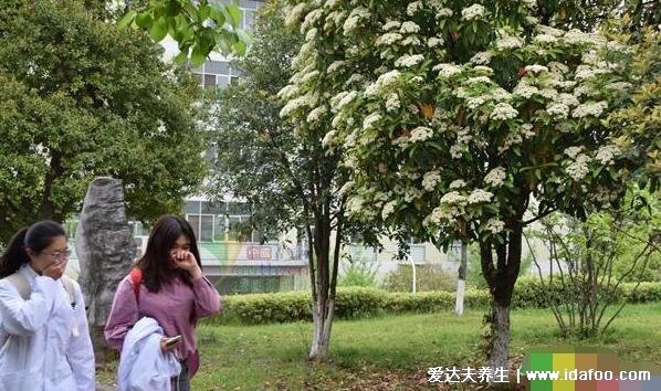 石楠花的味道是什么梗，為什么叫最污花(男性精液的味道)