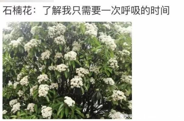 石楠花的味道是什么梗，為什么叫最污花(男性精液的味道)