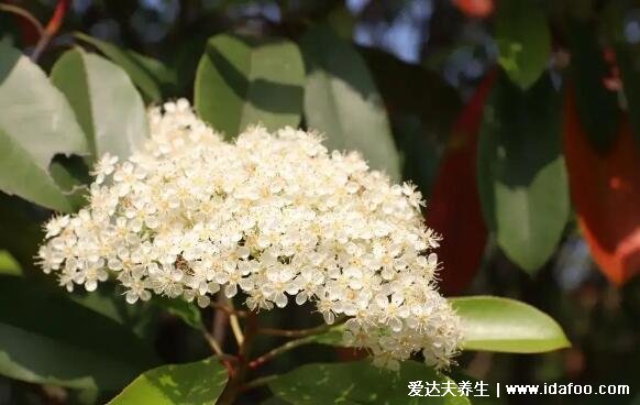 石楠花的味道是什么梗，為什么叫最污花(男性精液的味道)