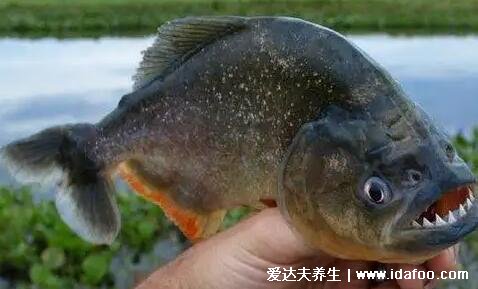 食人魚(yú)最怕什么東西，水中狼族也怕排名第一的刺鯰/電鰻