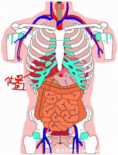 三個癥狀說明有肝癌了，肝區(qū)疼痛附位置圖/消化不良/發(fā)熱