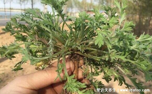 白蒿的功效與作用圖片，孕婦適量吃利尿消腫預(yù)防高血壓