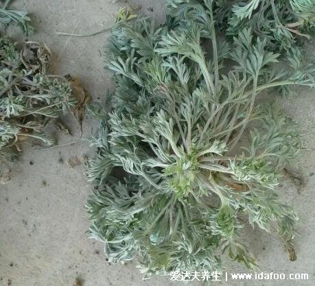 白蒿的功效與作用圖片，孕婦適量吃利尿消腫預(yù)防高血壓