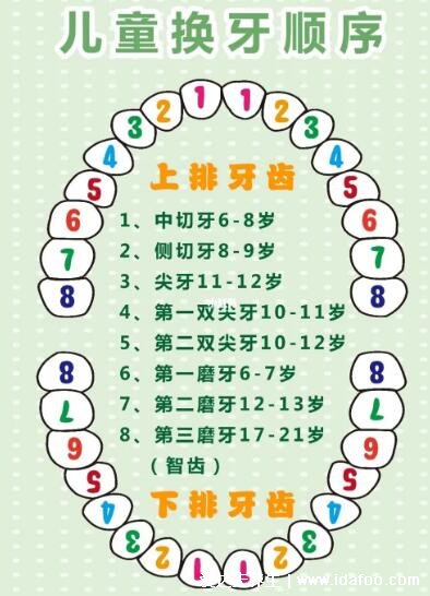 兒童換牙順序圖20顆，八歲兒童有幾顆牙(6歲開始恒牙替換乳牙)