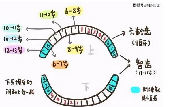 兒童換牙順序圖20顆，八歲兒童有幾顆牙(6歲開始恒牙替換乳牙)