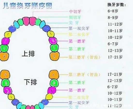 兒童換牙順序圖20顆，八歲兒童有幾顆牙(6歲開始恒牙替換乳牙)