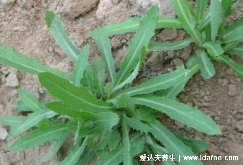 抗癌第一的野菜排行榜，苦菜抑制白血病(4種殺死癌細胞最狠的野菜) 