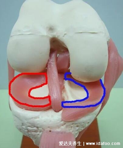 半月板是什么部位圖片，位于膝關節(jié)的內外兩側起緩沖作用