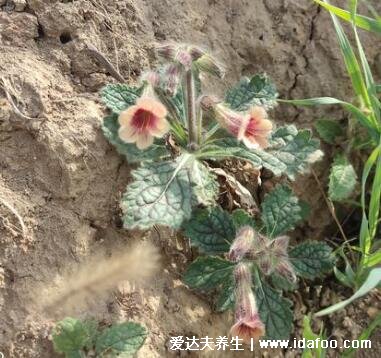 中藥野生地黃的圖片，花朵像喇叭/果實(shí)像地瓜(附功效藥用價(jià)值)