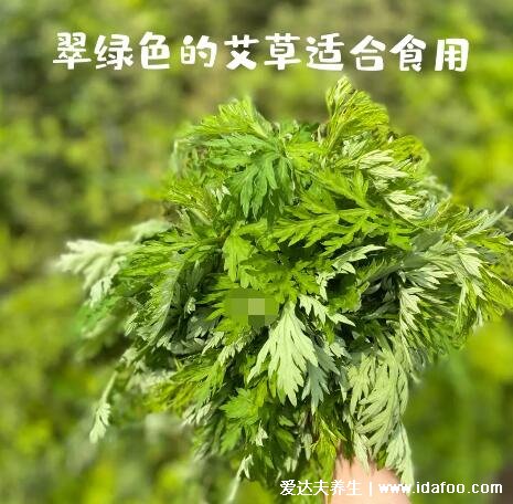 艾葉圖片大全識(shí)別方法，有種野艾草質(zhì)量較次不推薦用