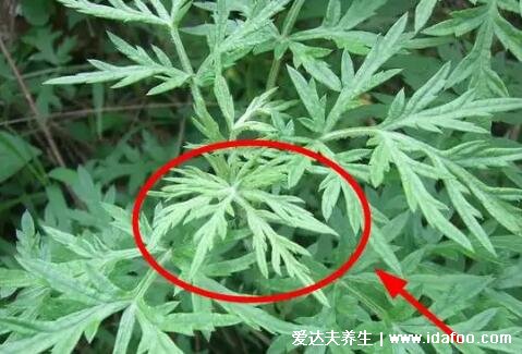 艾葉圖片大全識(shí)別方法，有種野艾草質(zhì)量較次不推薦用