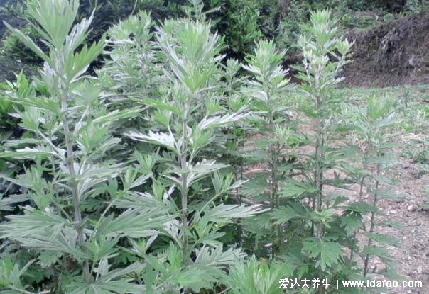 艾葉圖片大全識(shí)別方法，有種野艾草質(zhì)量較次不推薦用