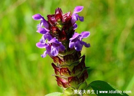 5種夏枯草的圖片，夏枯草的功效與作用及食用方法