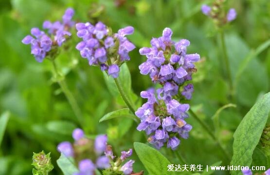 5種夏枯草的圖片，夏枯草的功效與作用及食用方法