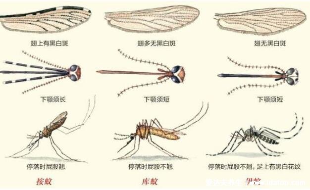 蚊子只吸人血嗎動物血吃嗎，母蚊最喜哺乳動物/公蚊吸植物汁液