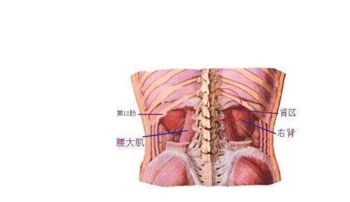 腎結(jié)石會引起身體哪個部位疼痛圖片，腹痛/腰痛(腎疼腰疼區(qū)別圖)