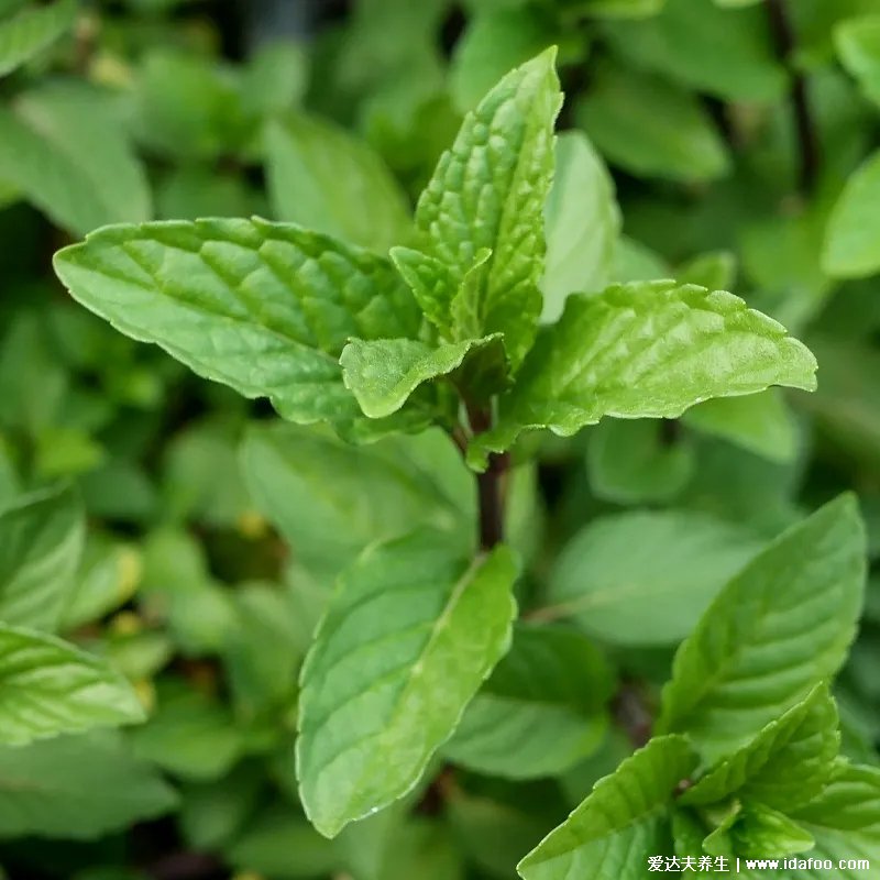 綠薄荷，學(xué)名留蘭香，是腸胃經(jīng)常脹痛者的理想野菜