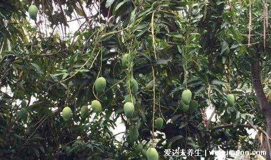 夏天千萬(wàn)別吃這種芒果、桑葚！傷透腎毀血管，殺傷力極大