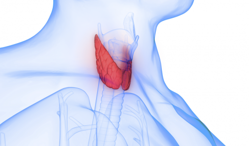 體檢查出甲狀腺結(jié)節(jié)或甲狀腺異常，別慌我們可以這樣做