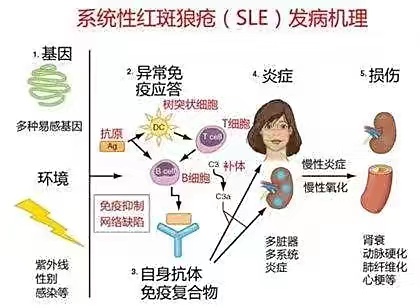 紅斑狼瘡的早期癥狀及圖片