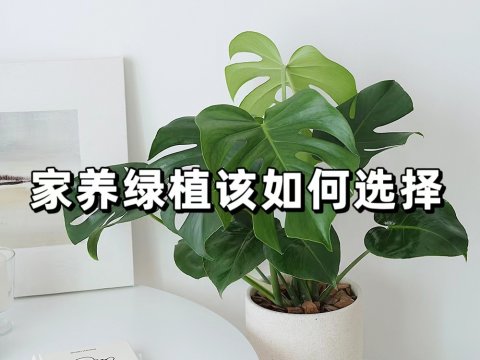 家養(yǎng)綠植該如何選擇家中放置綠植有什么益處