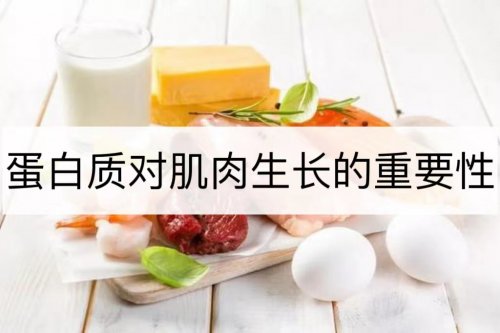 蛋白質(zhì)對(duì)肌肉的維護(hù)和生長(zhǎng)至關(guān)重要